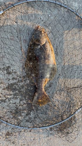 ヒラメの釣果