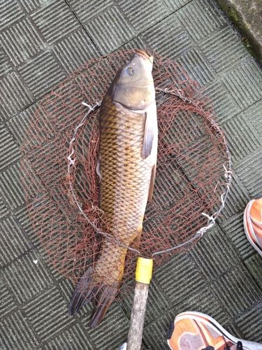 コイの釣果