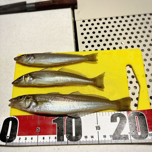 シロギスの釣果