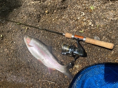 ニジマスの釣果