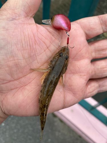 マハゼの釣果