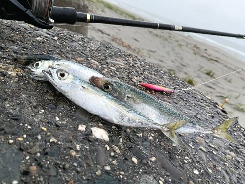サバの釣果