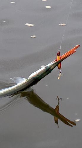 ダツの釣果