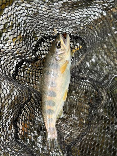 アマゴの釣果