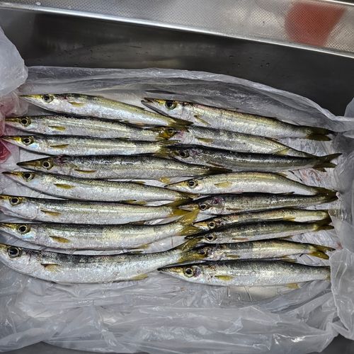 釣果