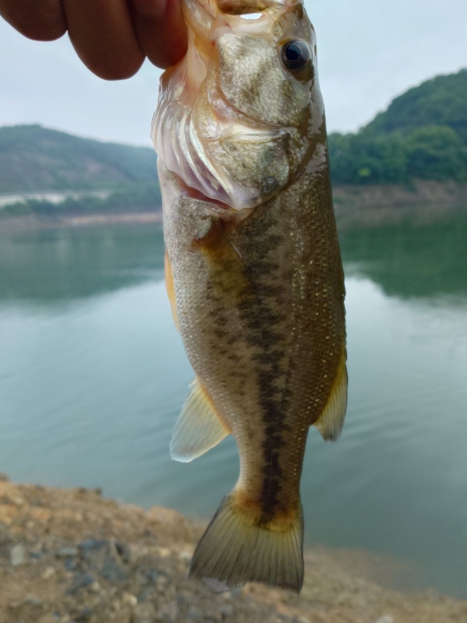 ブラックバスの釣果写真