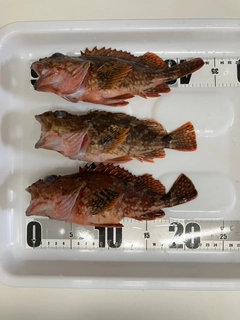カサゴの釣果