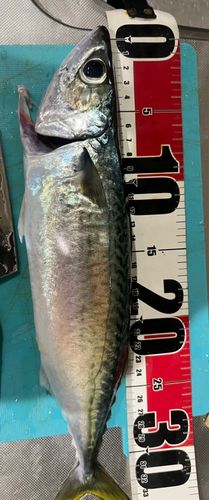 サバの釣果