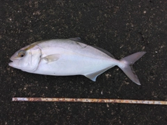 ネイリの釣果