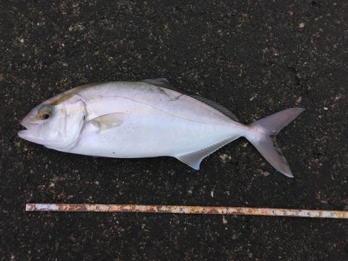 ネイリの釣果