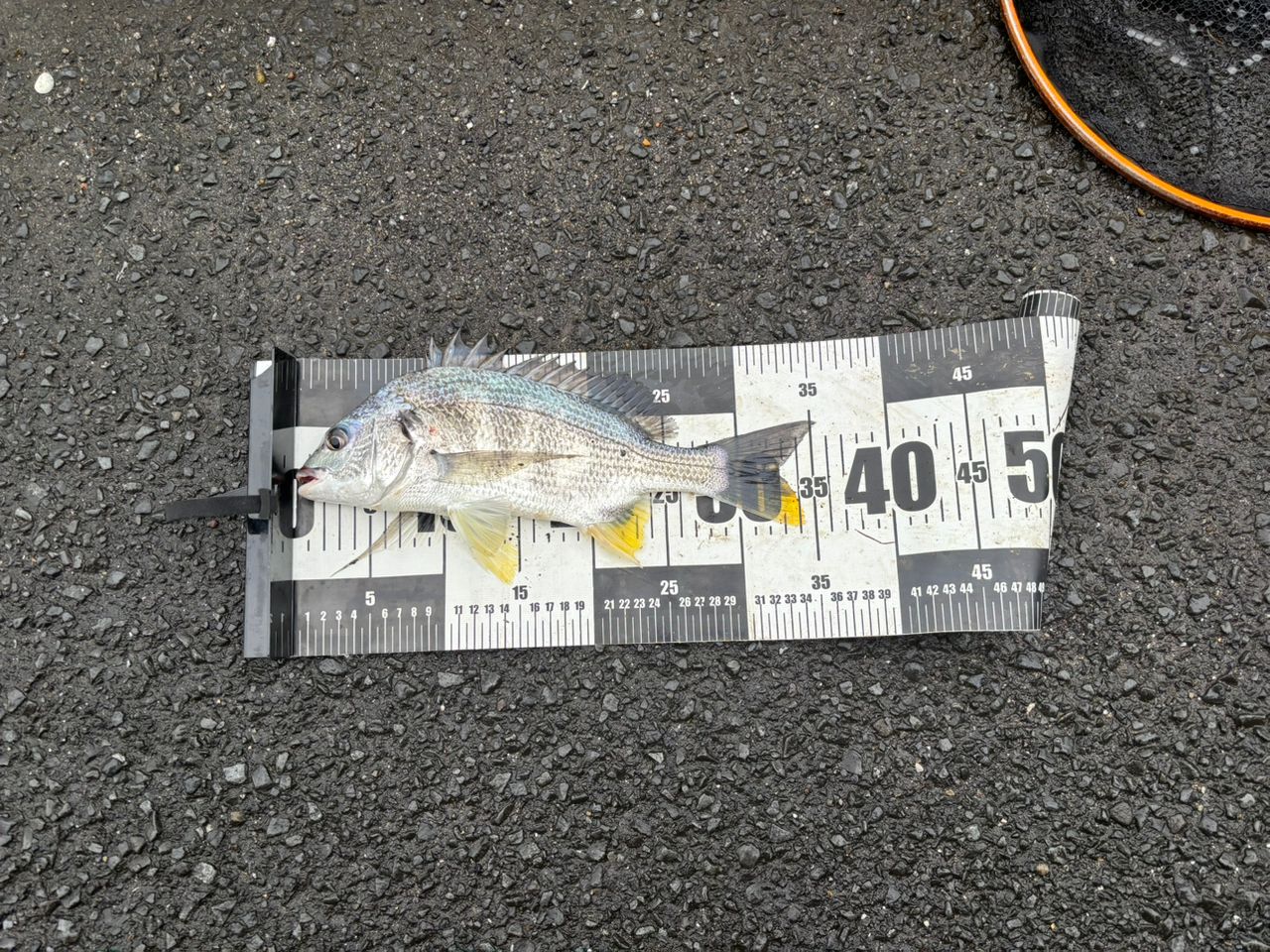 キビレの釣果写真