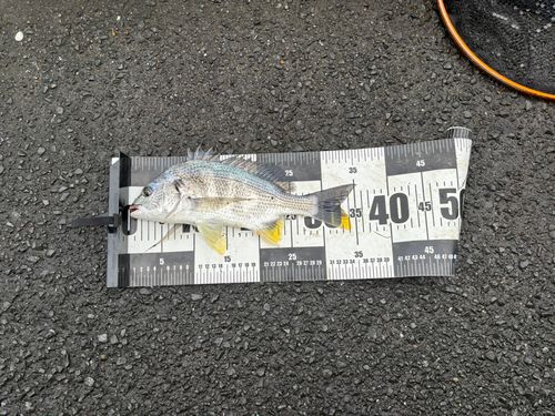 キビレの釣果