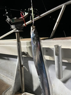 タチウオの釣果