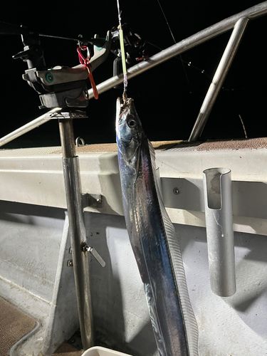タチウオの釣果
