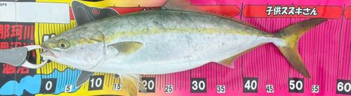 イナダの釣果
