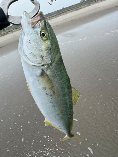 ワカシの釣果