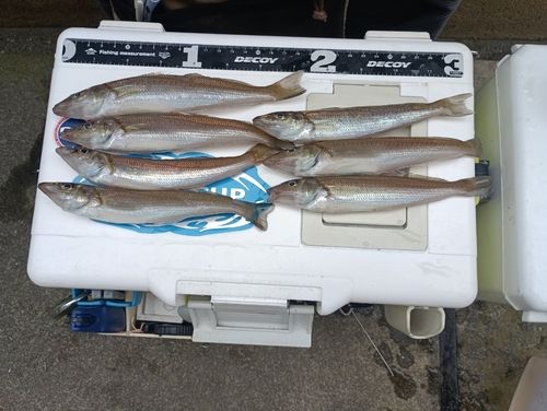 シロギスの釣果