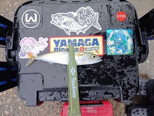 マサバの釣果