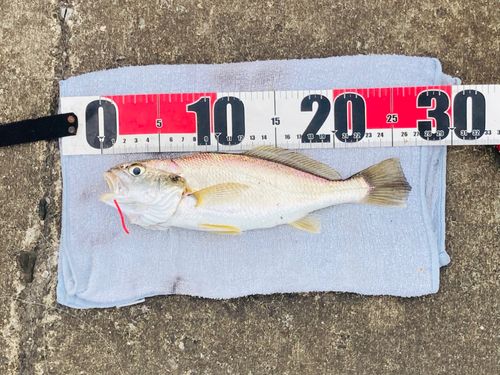 シログチの釣果