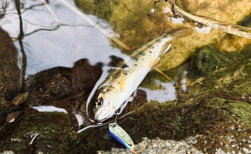 ヤマメの釣果