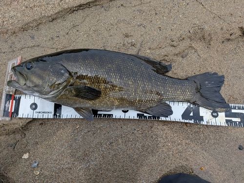 スモールマウスバスの釣果