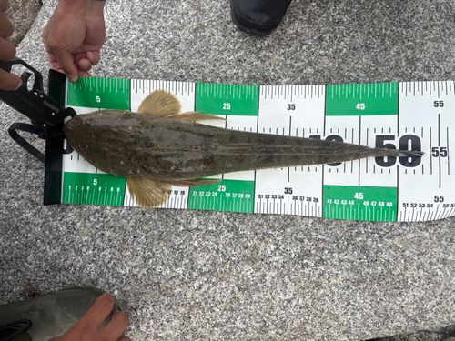 マゴチの釣果