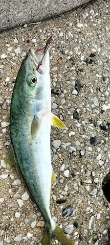 ツバスの釣果