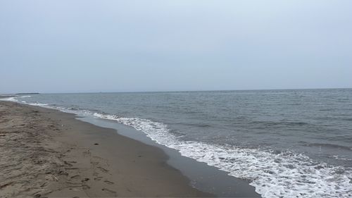 キスの釣果