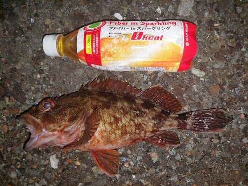 カサゴの釣果