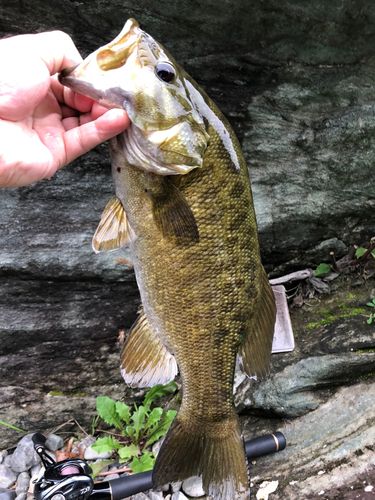 スモールマウスバスの釣果