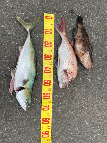 マダイの釣果