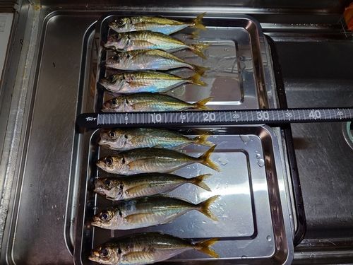 アジの釣果