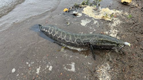ライギョの釣果