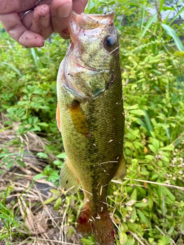 ラージマウスバスの釣果