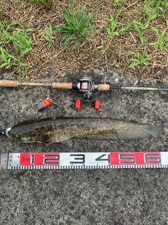 ナマズの釣果