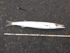 アカカマスの釣果