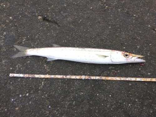 アカカマスの釣果