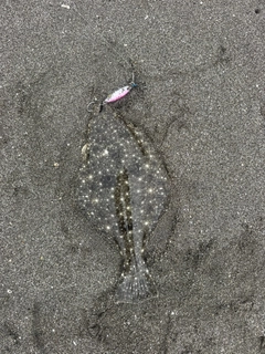 ソゲの釣果