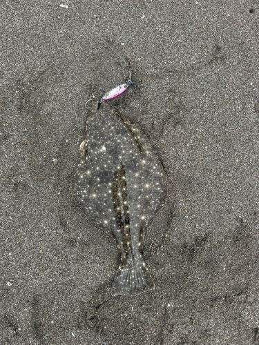 ソゲの釣果