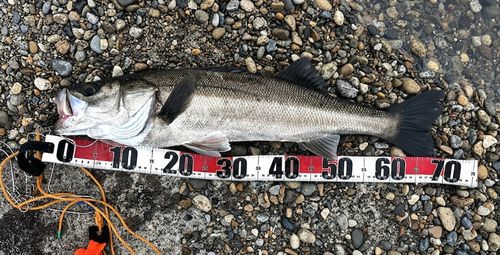 スズキの釣果
