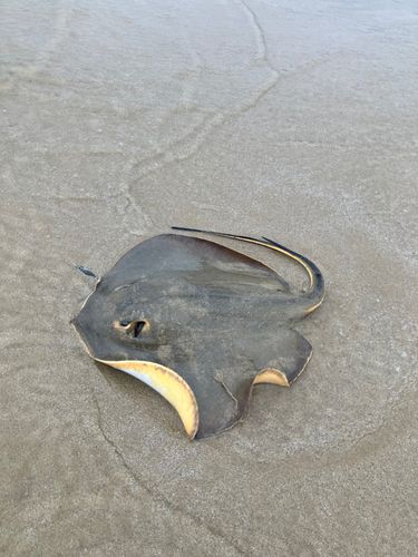 エイの釣果