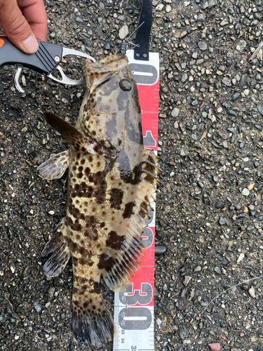 チャイロマルハタの釣果