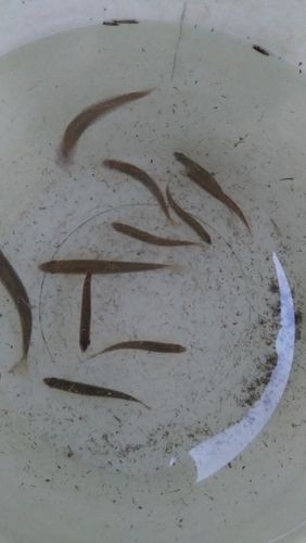 アユの釣果