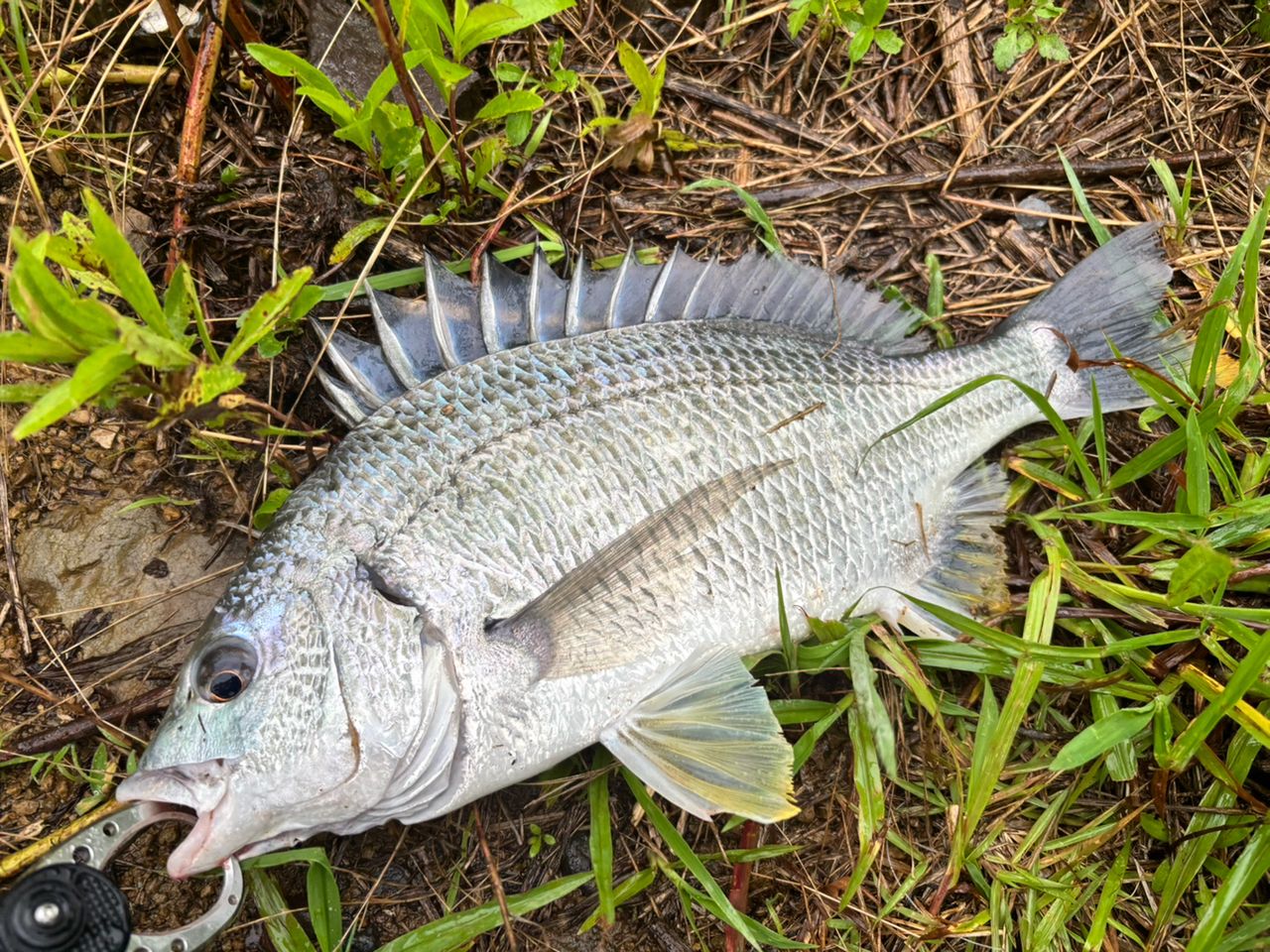 シーバスの釣果写真