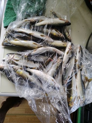 アユの釣果