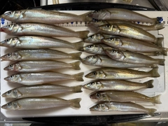 シロギスの釣果