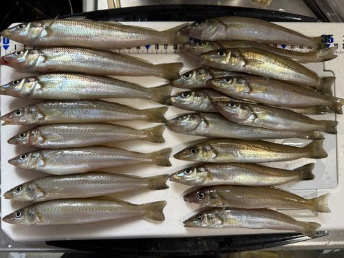 シロギスの釣果