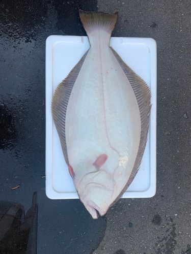 ヒラメの釣果