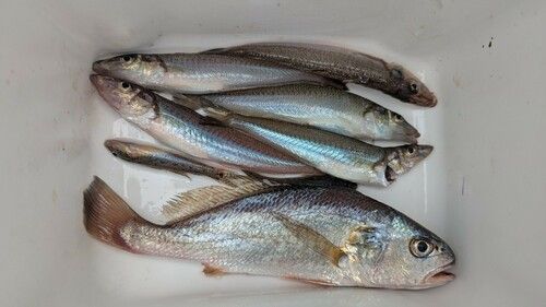 キスの釣果