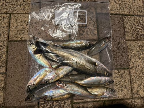 マアジの釣果